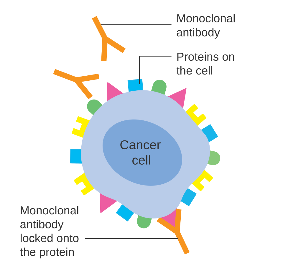 Scientific illustration of monoclonal antibodies attaching to target molecules on a cancer cell