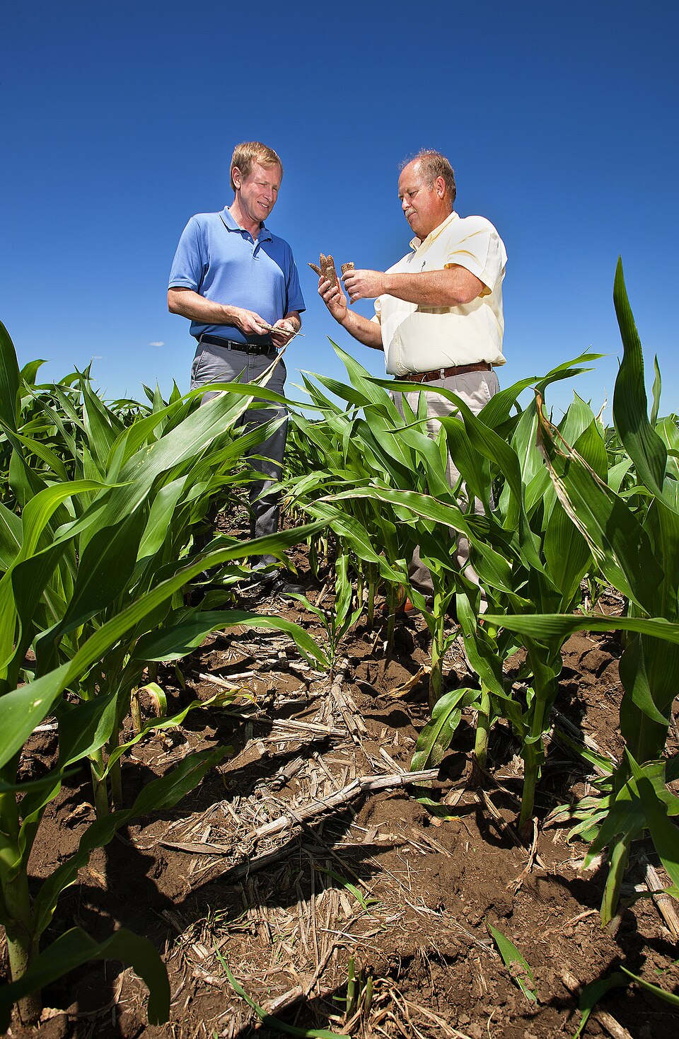 Two agricultural researchers examine ears of corn while standing between rows in a research field